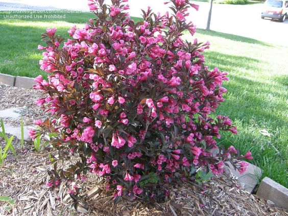 weigela wine and roses planting instructions