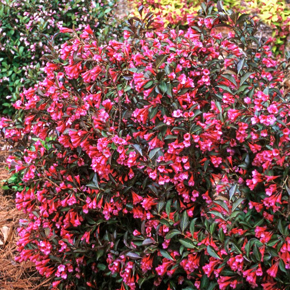 weigela wine and roses planting instructions